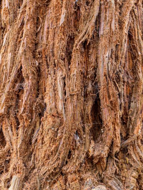 Close-up of rough texture of a giant redwood tree