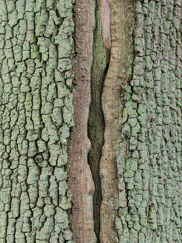 Close-up of lightning scar on English oak trunk