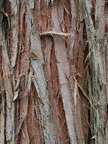 Close-up of dawn redwood bark