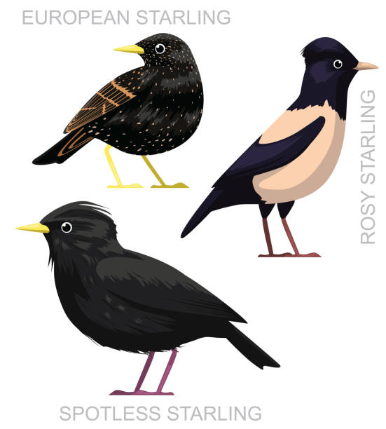 istock Cute Bird European Spotless Starling Set Cartoon Vector 1600273886