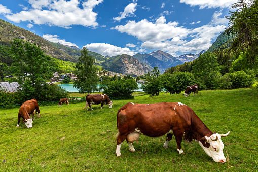 Cows on the green pasture as small lake of Brusson and mountains under blue sky on background in Aosta Valley, Italy.