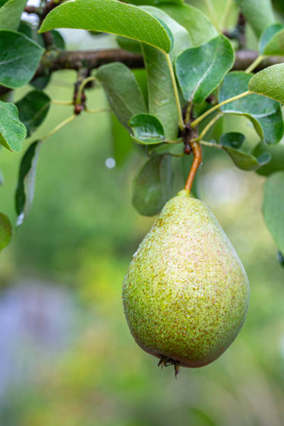 istock pear fruit on a branch with green leaves 1600307574