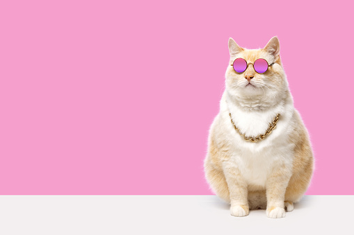 fat red cat in pink glasses and a chain around his neck on a pink background