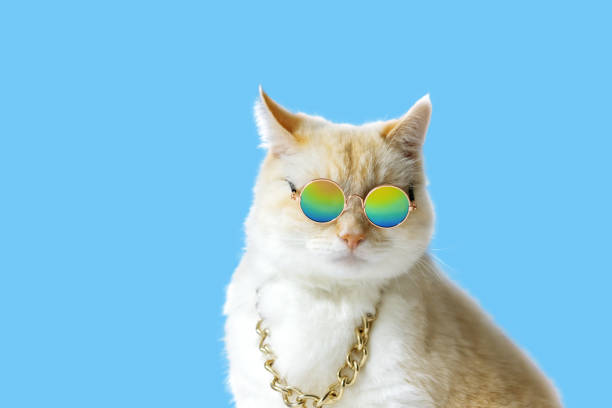 istock Cat in multi-colored glasses and a chain around his neck portrait 1600313678