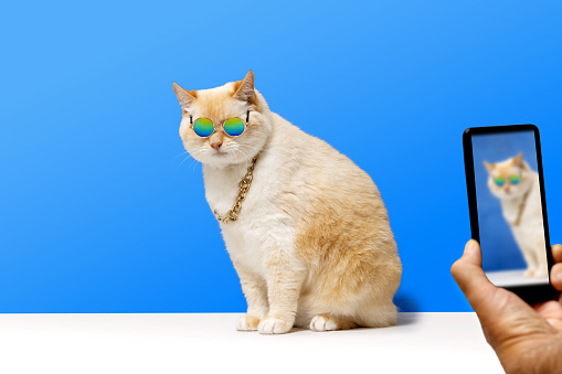 A fashionable cat with glasses and a chain around his neck will be tographed on his phone. Blue background