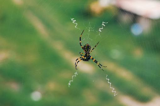 The spider climbs in the web on green nature background. shot of a spider sitting in a spider web in  the garden. \nThe World Most Beautiful Flora and Faunas.