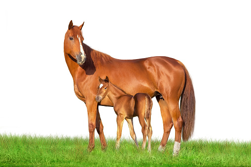 Mare and foal standing on green pasture isolated on white background
