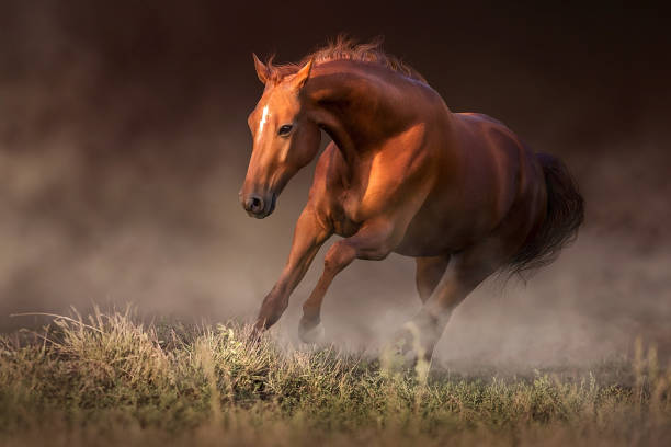 istock Red horse free run 1600319504
