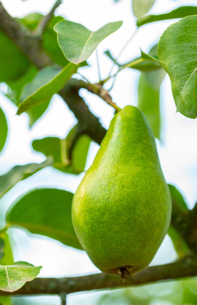 istock pear fruit on a branch with green leaves 1600328913