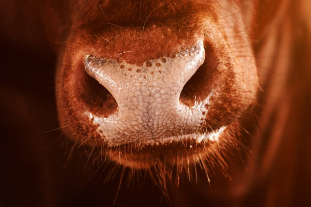 Funny cows portrait with a wide angle lens: crazy playful cattle