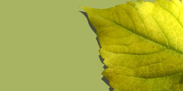 istock Autumn abstract background leaf on green background template banner web 1600348406