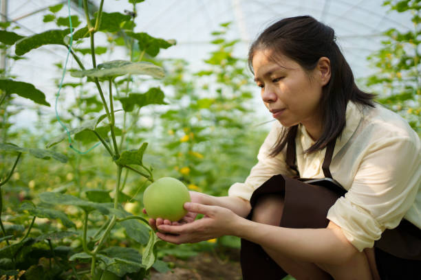 istock Growing melons in organic greenhouses 1600380320