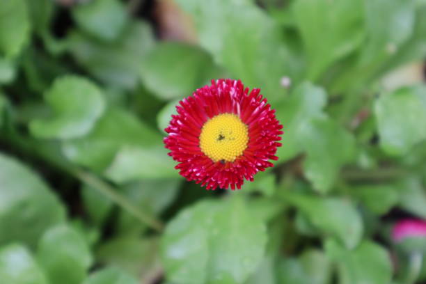 istock Red daisy flower on the field. Close up shot. 1600387252