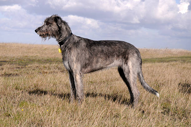 istock Irish wolfhound dog on grassy moor 160041774