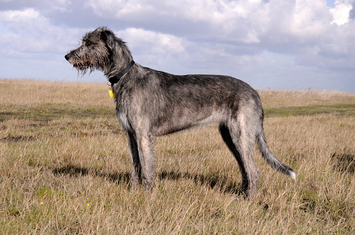 Standing Irish Wolfhound, looking for a prey.