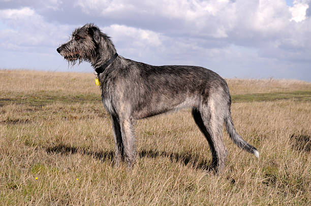 wolfhound irlandês - sight hound imagens e fotografias de stock