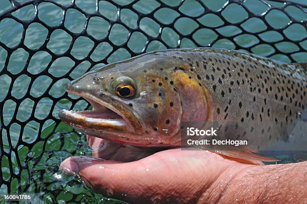 Piękne Cutthroat Trout Czeka Zwolnić - zdjęcia stockowe i więcej obrazów Pstrąg - Pstrąg, Skrzele, Uwalniać