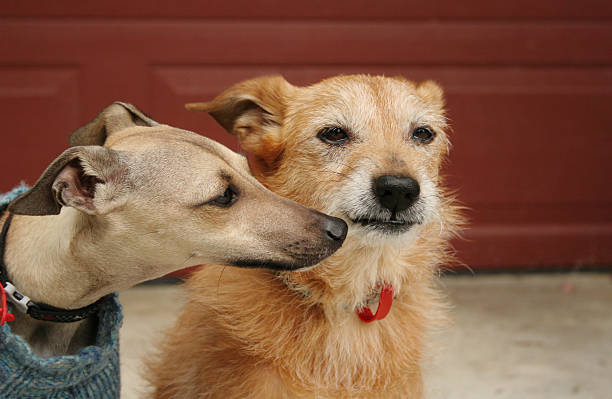istock Young and old dogs, canine behaviour 160041834