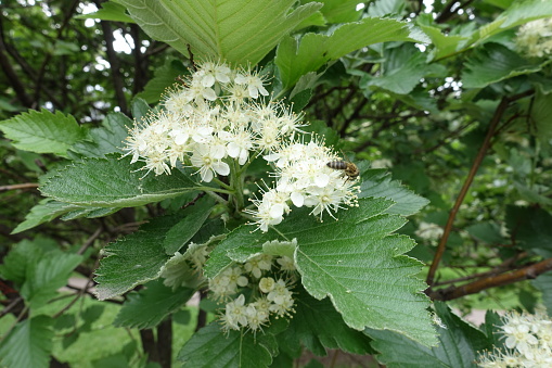 Bee pollinating white flowers of Sorbus aria in mid May