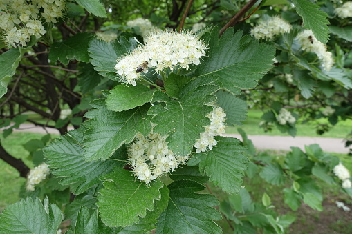 Insect pollinating white flowers of Sorbus aria in mid May