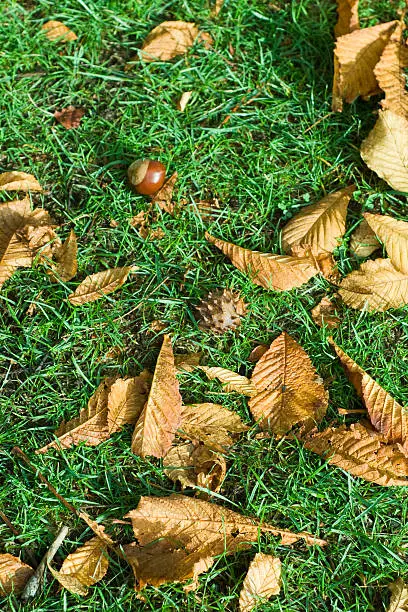 Leaves and conker of the Horse Chestnut tree fallen to the ground.
