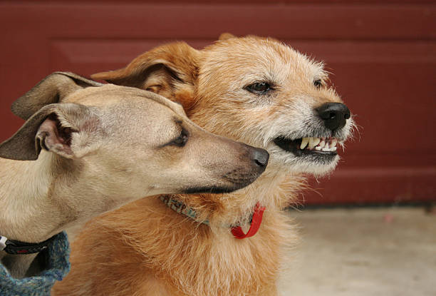 istock Young and old dogs, canine behaviour 160041861