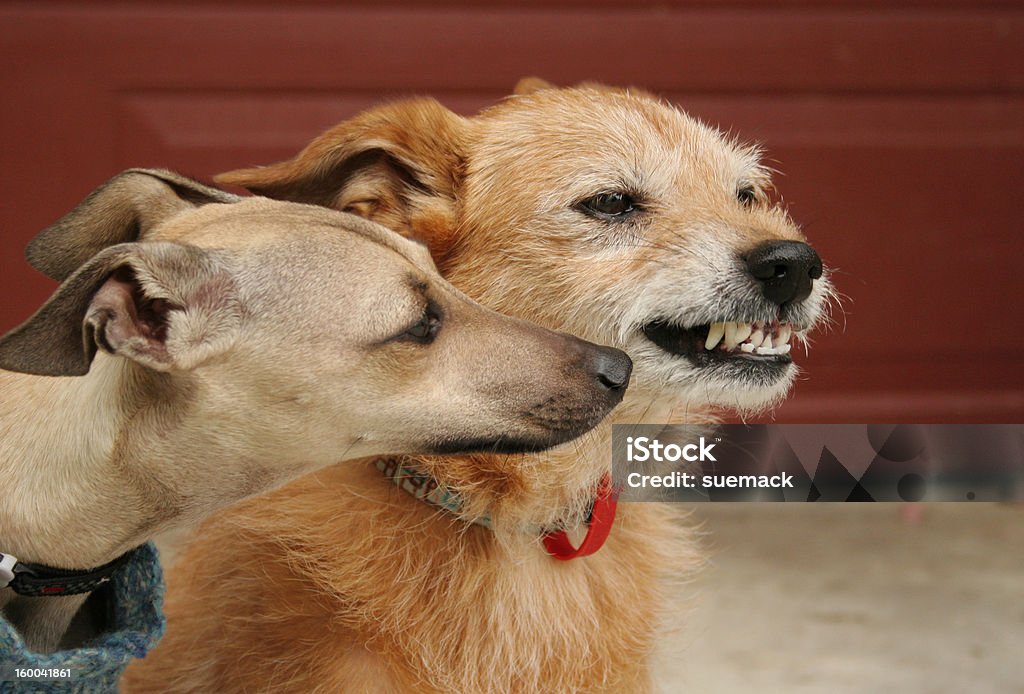 Young and old dogs, canine behaviour Canine behaviour. Young italian greyhound sniffing the mouth of an old terrier cross. The young dog is wary, the old dog is warning her with a snarl. Animal Stock Photo