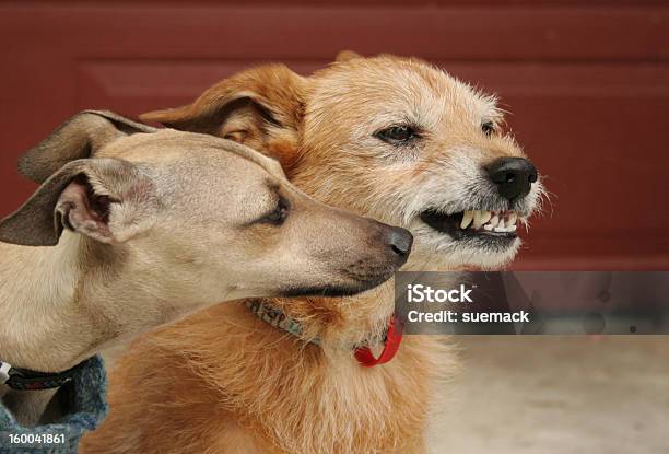 Young And Old Dogs Canine Behaviour Stock Photo - Download Image Now - Animal, Animal Behavior, Animal Themes