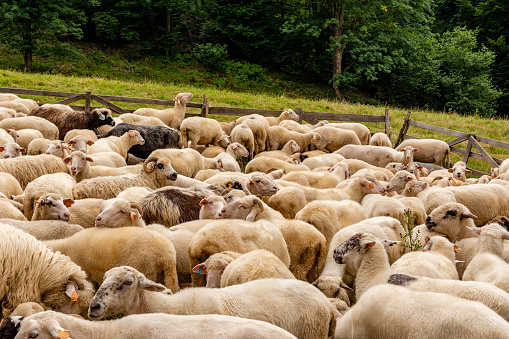 Sheep on the meadow in Jaworki near Szczawnica (Poland)