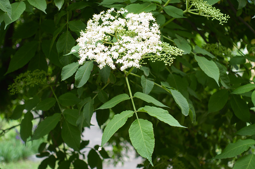 Small white flowers and buds of European black elderberry in May