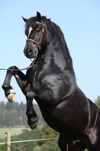 Black Horse Rearing Stock Photo - Download Image Now - Activity, Animal,  Animal Body - iStock
