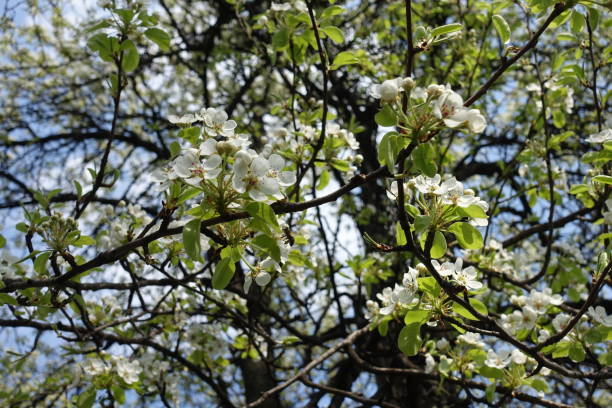istock Numerous white flowers in the leafage of pear tree in April 1600423937