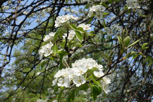 istock Pure white flowers of pear tree i mid April 1600425017