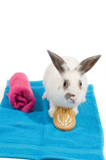 istock white rabbit is holding brush on a blue towel 160042538