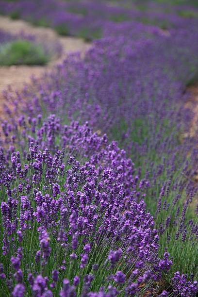 Lavender Field stock photo