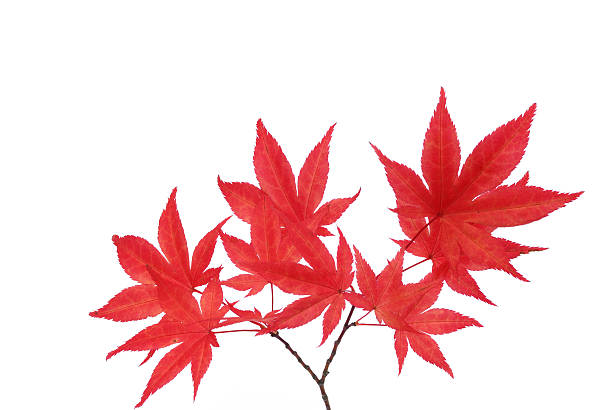 istock red maple leaves isolated on white background 160042947