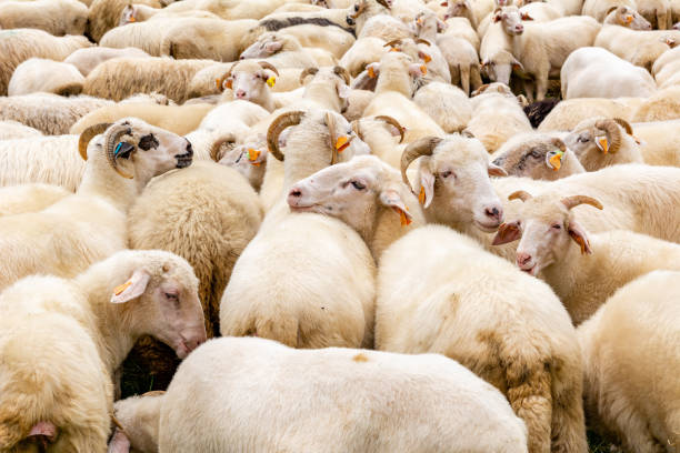 Sheep on the meadow in Jaworki (Poland) Sheep on the meadow in Jaworki near Szczawnica (Poland) szczawnica stock pictures, royalty-free photos & images