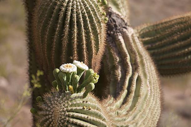 Flowering Saguaro stock photo