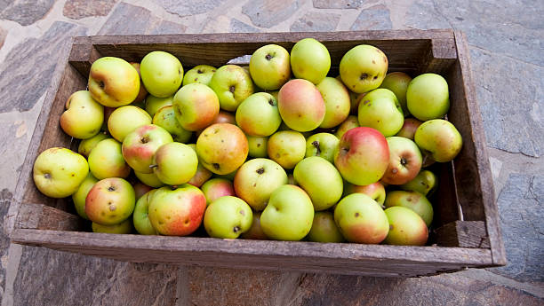 Organic apples in a basket stock photo
