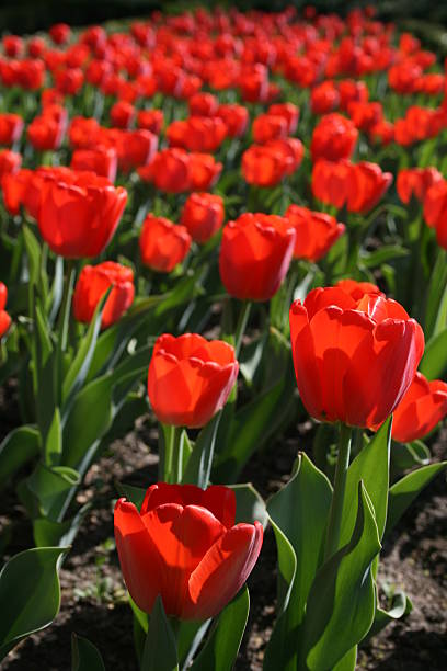 Tulip field stock photo