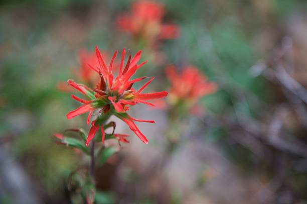 Indian Paint Brush stock photo