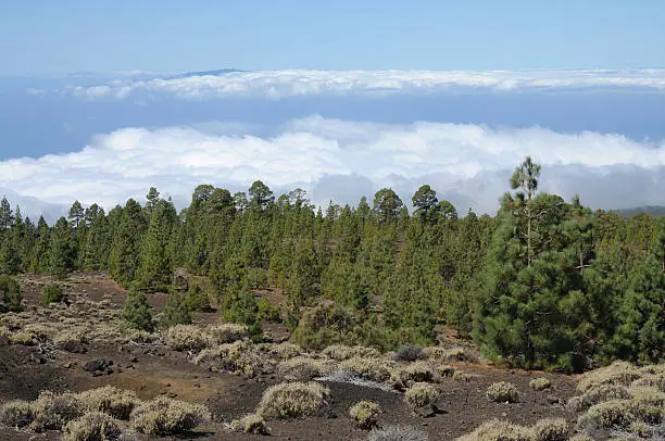Landscape in El Teide National Park, Canary Island Tenerife, Spain