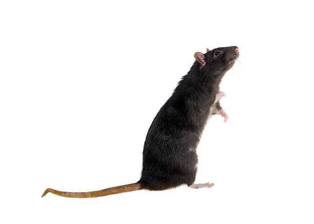 standing black rat stock photo