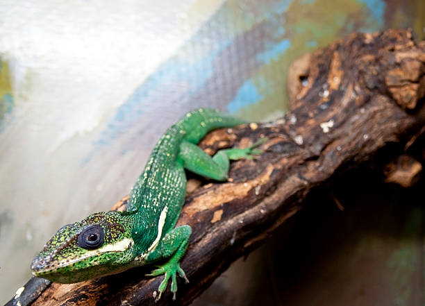 Green lizard close up stock photo