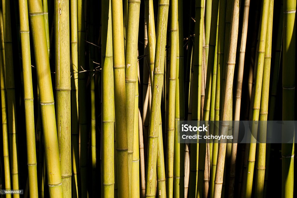 De Bambu - Royalty-free Ambiente vegetal Foto de stock