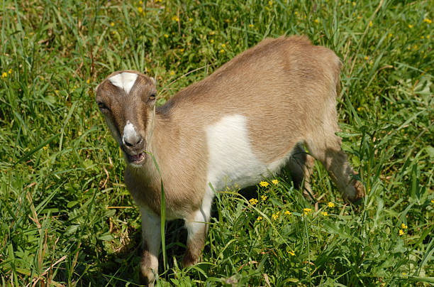 istock Amish goat nibbles on a blade of grass 160044220