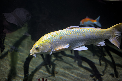 A beautiful Japanese koi fish or carp swims in the aquarium. Colorful golden-red-orange-yellow koi carp.
