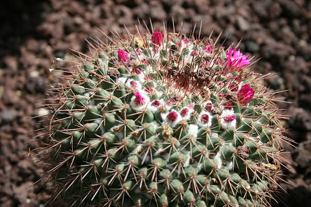 Cactus detail stock photo