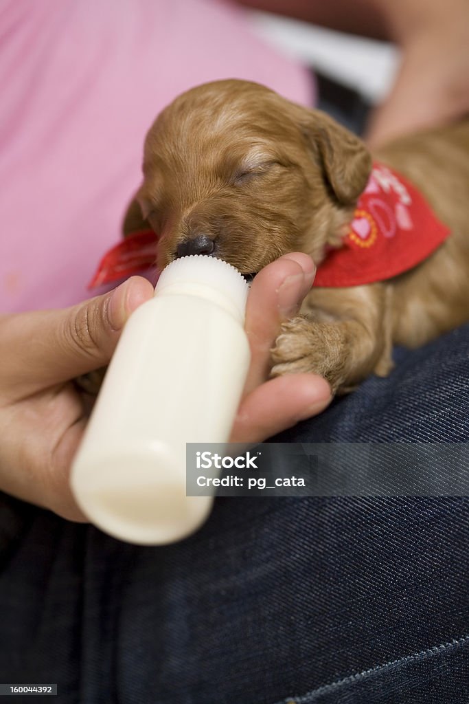 Nourrir puppie - Photo de Amour libre de droits