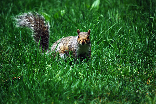 istock Scoiattolo a central park 160044397